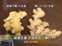 硫黄生姜 中国西安で横行――安心できない中国食品