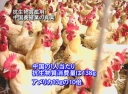 抗生物質濫用 中国養殖業の真実