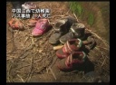 中国江西で幼稚園バス事故 11人死亡
