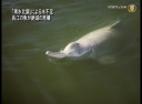 【禁聞】「南水北調」による水不足 長江の魚が絶滅の危機