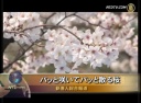 パッと咲いてパッと散る桜 「瞬間」の品格