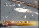上海 今度は大量の魚の死骸