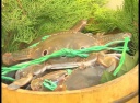 台湾 上海蟹4.3トンから禁止薬検出