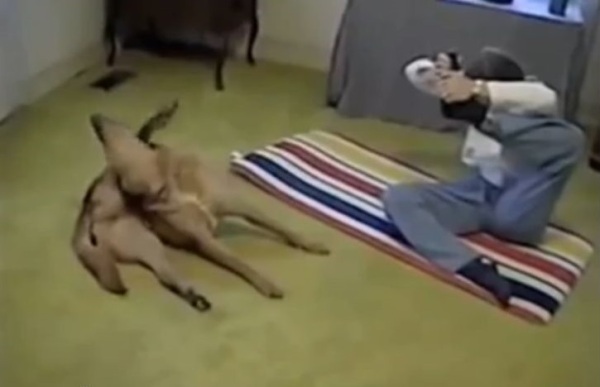 ヨガのストレッチをいとも簡単にやり遂げる犬日本新唐人テレビ