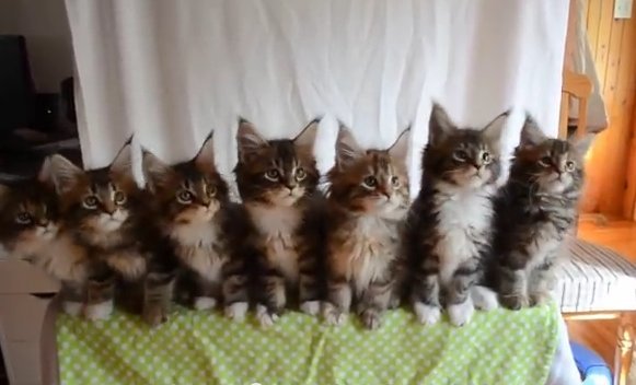 同じ動きをする７匹のネコ