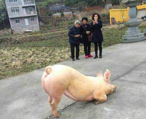 お寺の前で拝む豚が話題