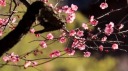 映像スケッチ：梅の花