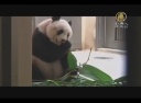 香港のパンダ 長寿世界記録に挑戦