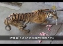 「虎骨酒」を造るため、虎農場で虎を餓死させる【中国一分間】
