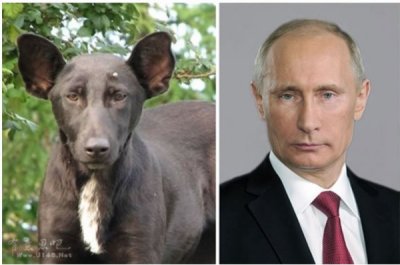 プーチンとそっくりな犬