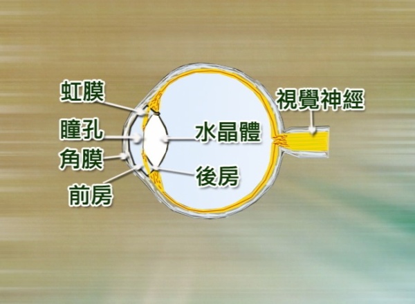 緑内障―気を下げて予防する？