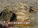 相次ぐ野生動物の大量死