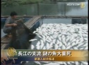 長江の支流 謎の魚大量死