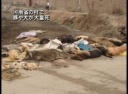 河南省の村で豚や犬が大量死