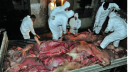 村職員 病死した豚の肉40トンを販売