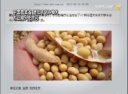 中国農業省 遺伝子組み換え大豆輸入を許可