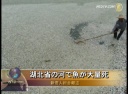 湖北省の河で魚が大量死