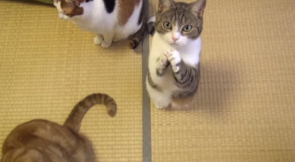 可愛いおねだり猫