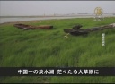 【中国１分間】中国一の淡水湖 茫々たる大草原に