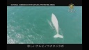 珍しい白いクジラ、メキシコ太平洋沿海で悠然と泳ぐ映像